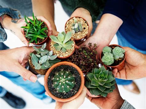How to Host a Seed Swap .